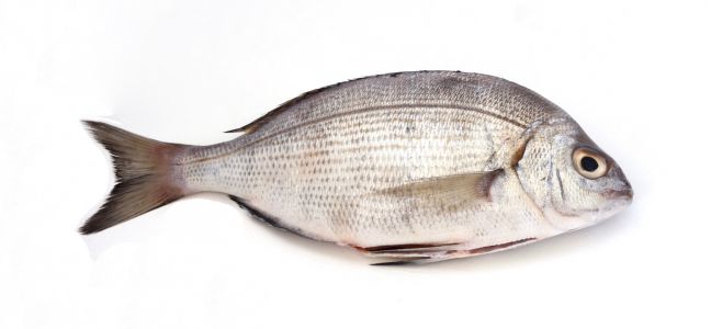 La pêche de la daurade grise à soutenir