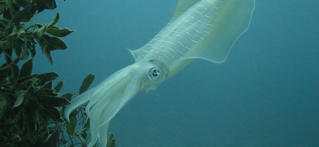 Le calamar ( ou encornet)