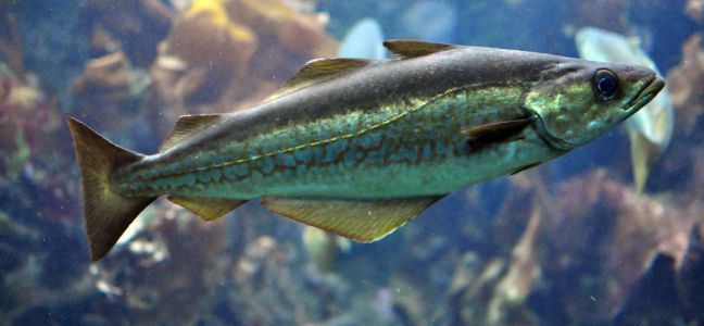 Techniques de pêche du lieu jaune