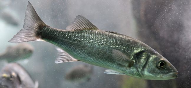 Pêcher le mulet au leurre