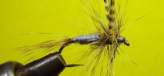 Pêcher le mulet à la mouche 