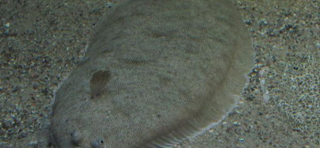 Pêcher la sole en surfcasting