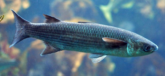 Conseils sur le matériel pour pêcher le mulet au bouchon