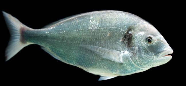 Conseils sur le matériel pour pêcher la daurade royale à soutenir