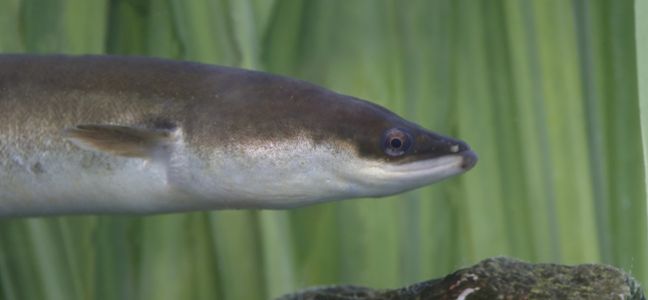 L'anguille de rivière