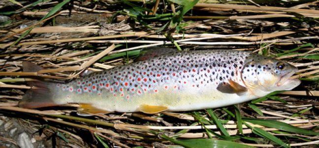 Pêche de la truite à la cuillère