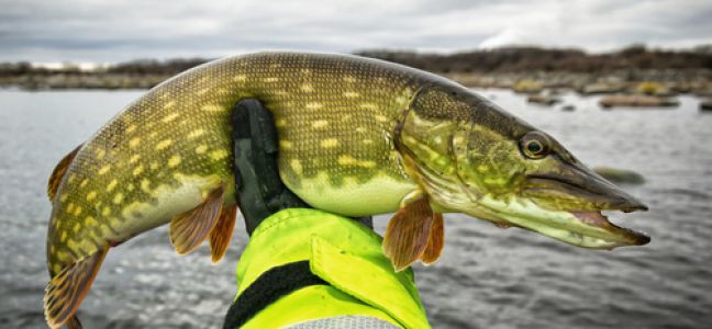 Pêche du Brochet au leurre souple