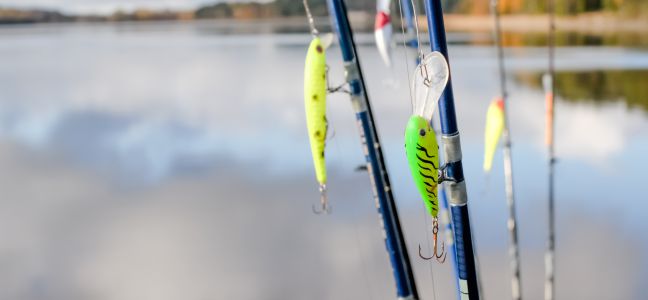 La pêche de la perche au poisson nageur