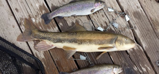 Pêche à la bombette