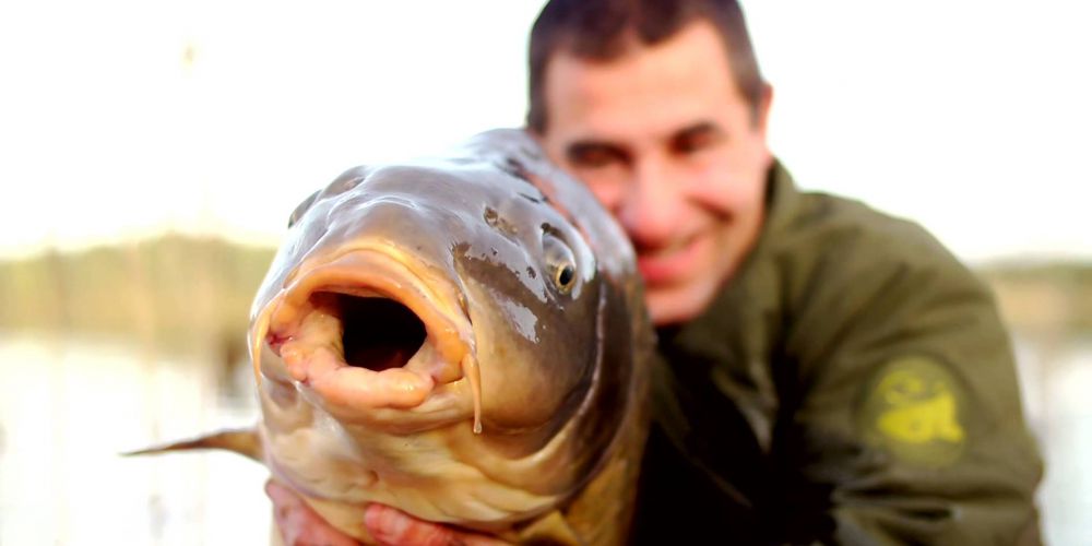 Pêche de la carpe : comment choisir ses bouillettes ?