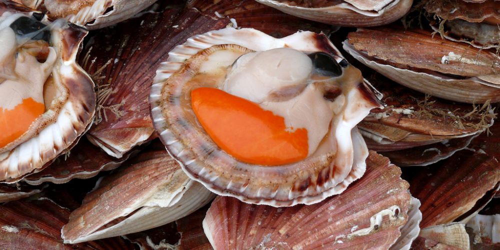 La coquille Saint-Jacques