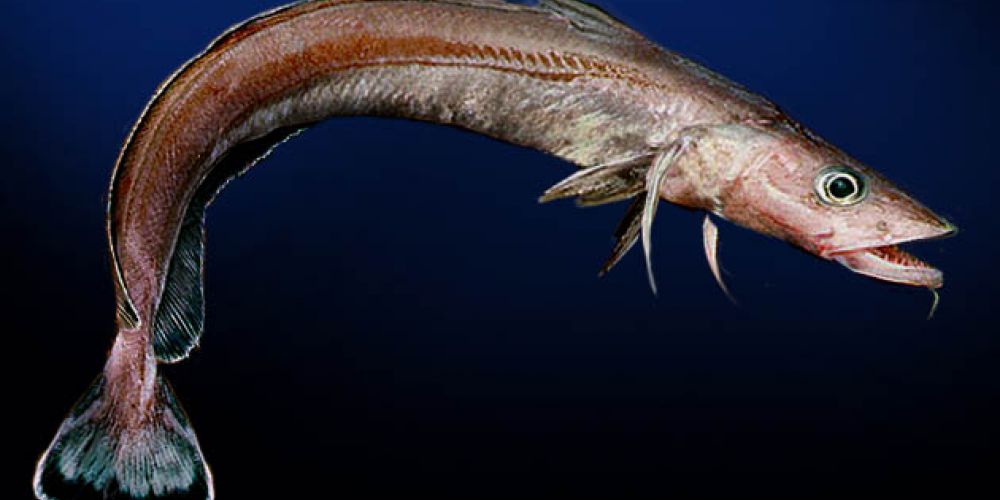 La lingue bleue (ou julienne)