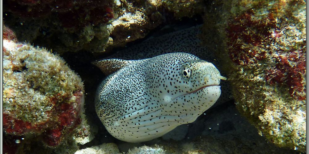 Le gymnothorax pictus