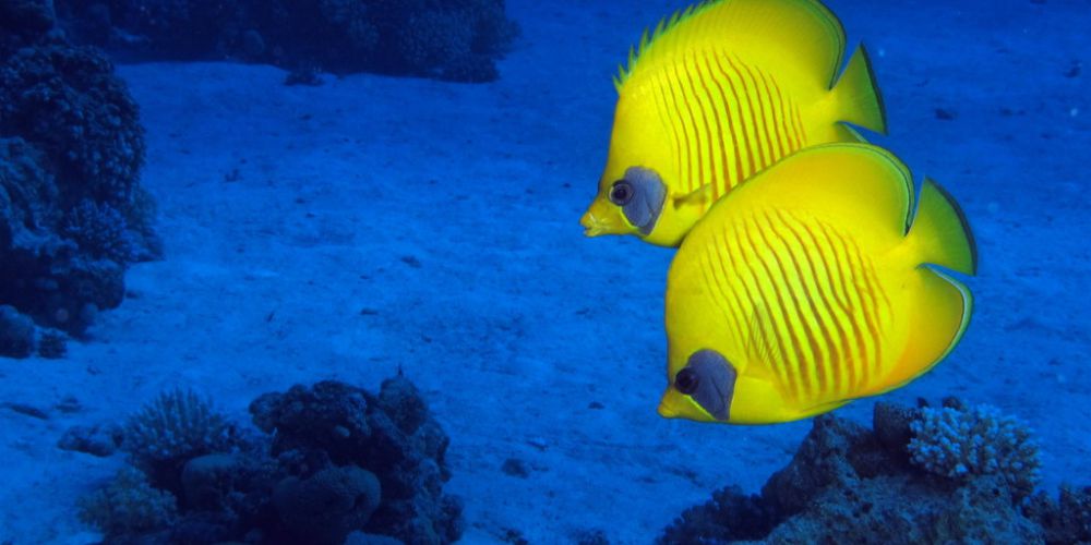 Le poisson papillon citron