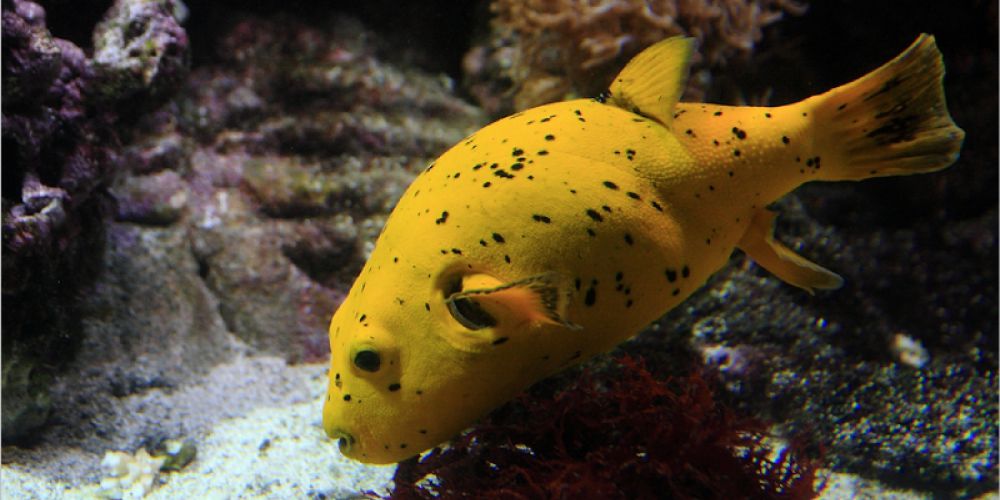 Le poisson-ballon à tâches noires