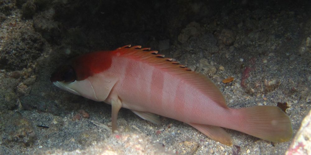 L'epinephelus fasciatus
