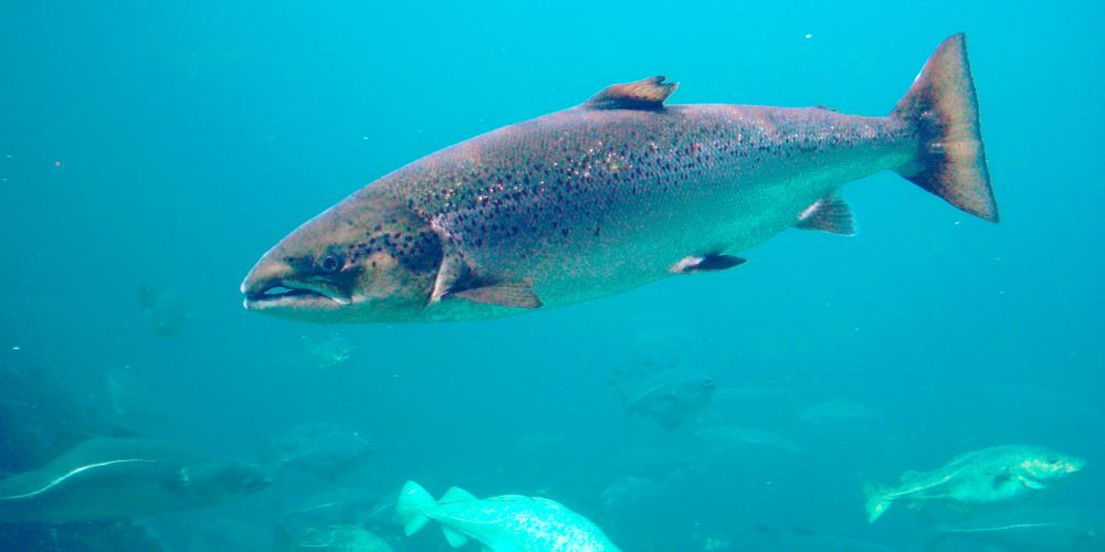 Le saumon d'atlantique