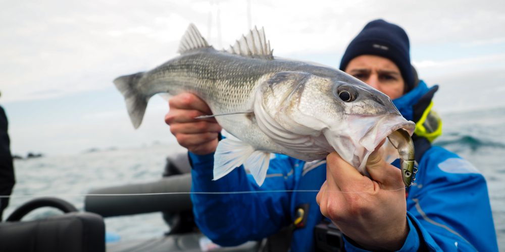 Quel sera le leurre souple de l'été 2019 ?