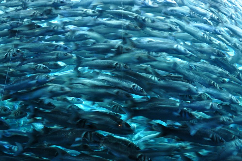 Pêche du bar en Europe : bonnes nouvelles !