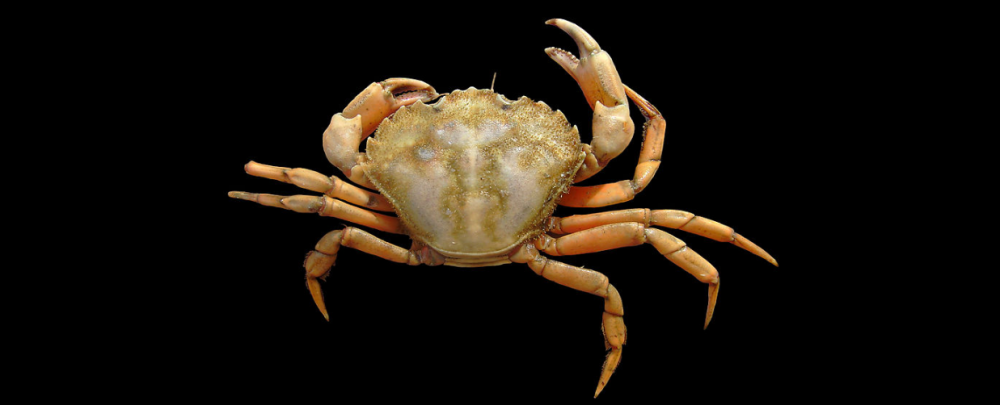 Le crabe vert