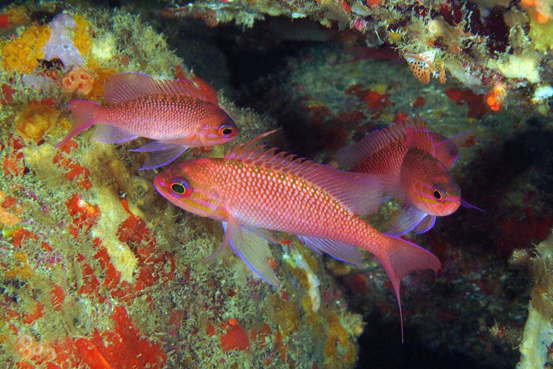 L'anthias