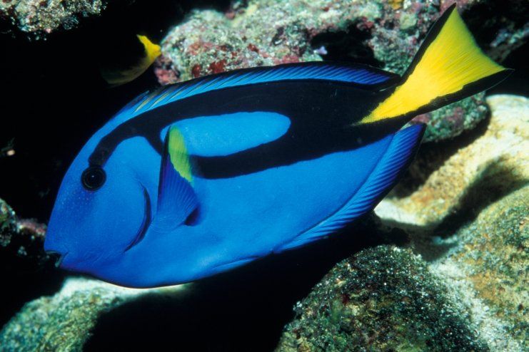 Le poisson chirurgien