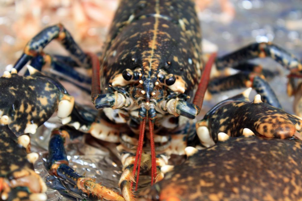 La pêche du homard au casier