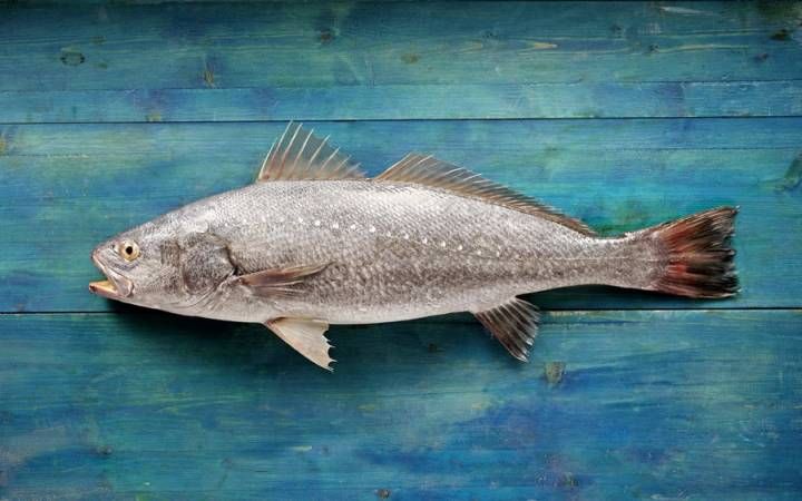 Le maigre (ou courbine)