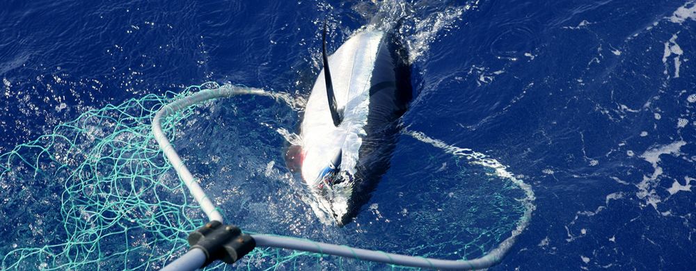 Pêche du thon : les périodes de captures en 2020
