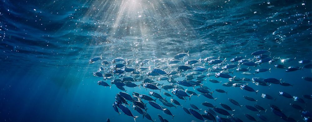 24 secrets sur la pêche du thon