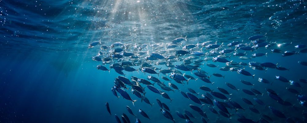 Découvrez quel équipement choisir afin de pêcher le thon cet été