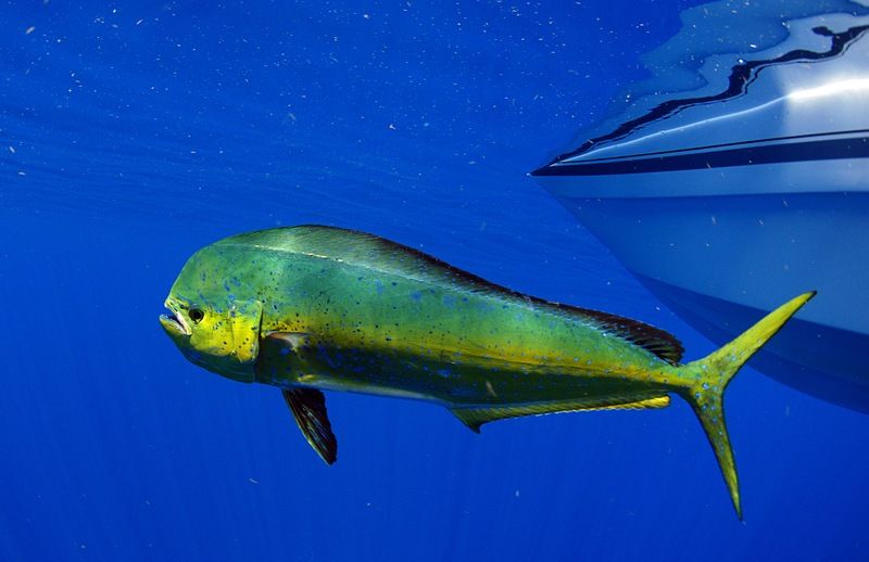 La dorade coryphène (mahi mahi)