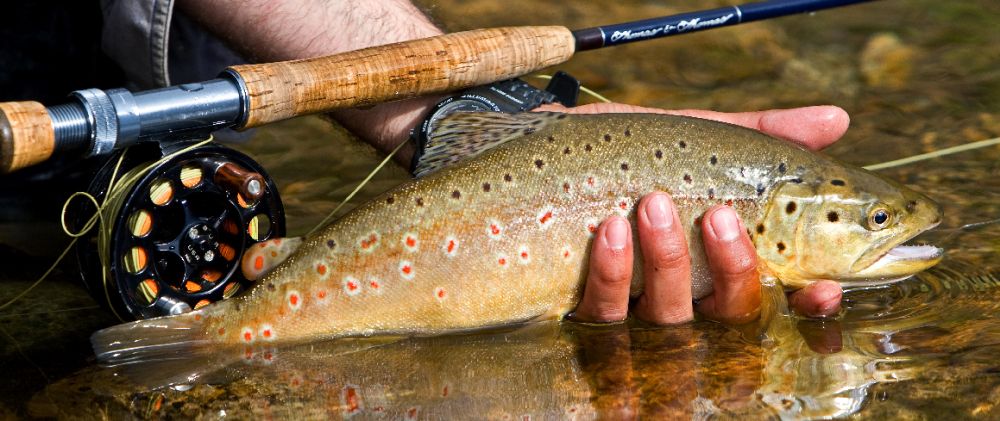 Samedi 13 mars prochain : Ne manquez pas l'ouverture de la Truite !
