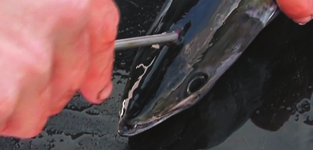 Technique de pêche : Ike Jime, ou l’art de préserver la qualité du poisson