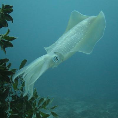 Le calamar ( ou encornet)