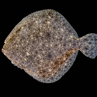 Le turbot