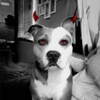 Olympe AméricainStaff