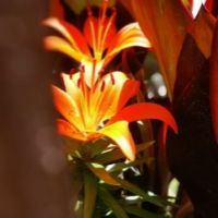 Christian Colette Vidal