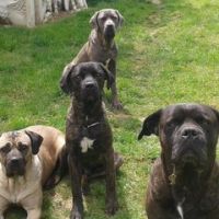 Lahouaria Teddy Periou Abdelkader