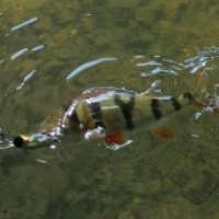 Laurent Laveissière