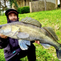 Bigfish35